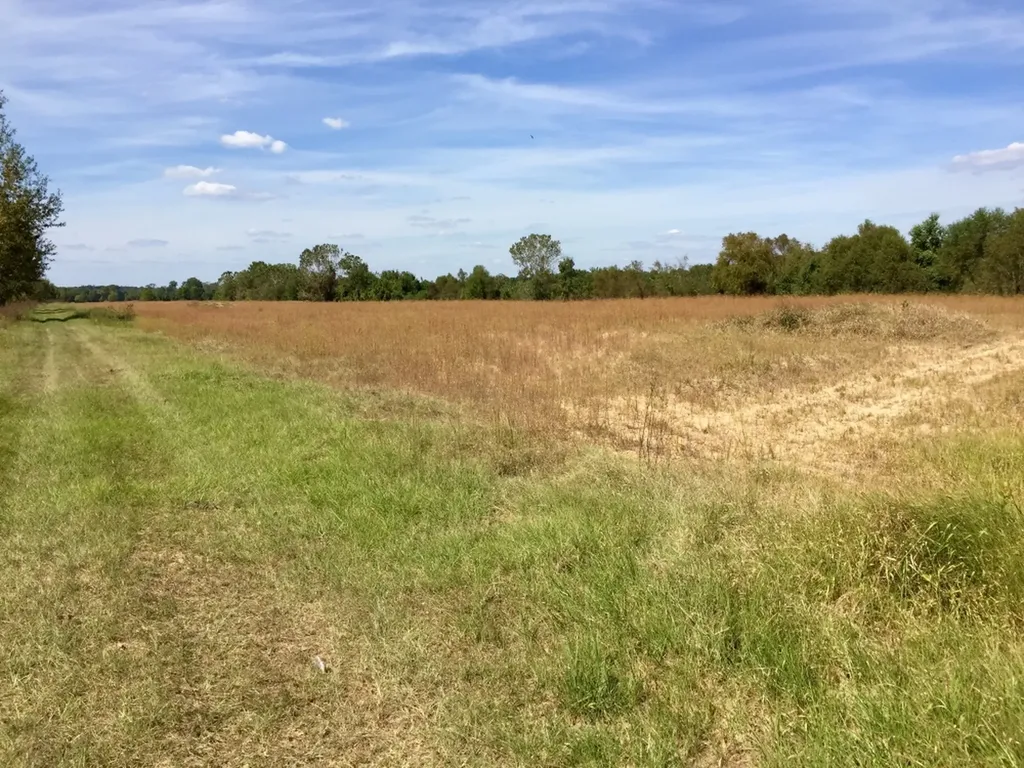 0 Private Road Off Bolen Town Rod Jackson AL 36545