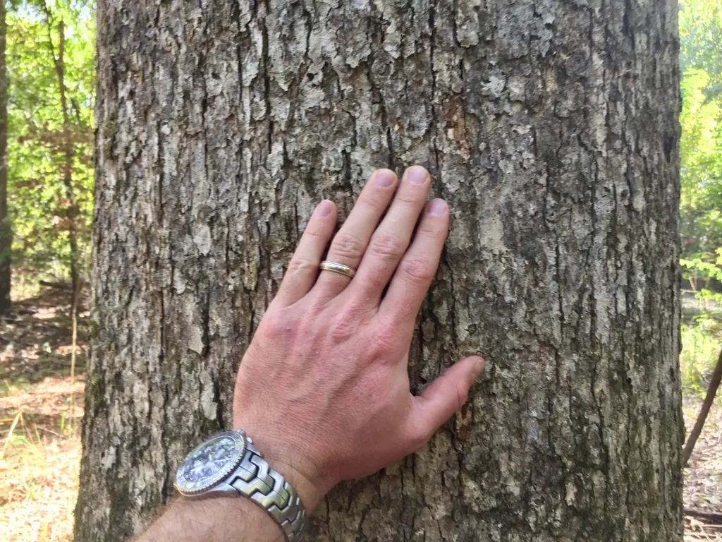 0 Private Road Off Bolen Town Rod Jackson AL 36545