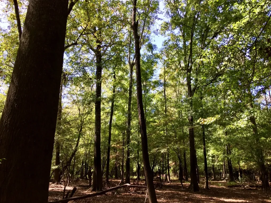 0 Private Road Off Bolen Town Rod Jackson AL 36545