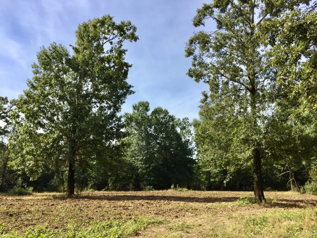 0 Private Road Off Bolen Town Rod Jackson AL 36545