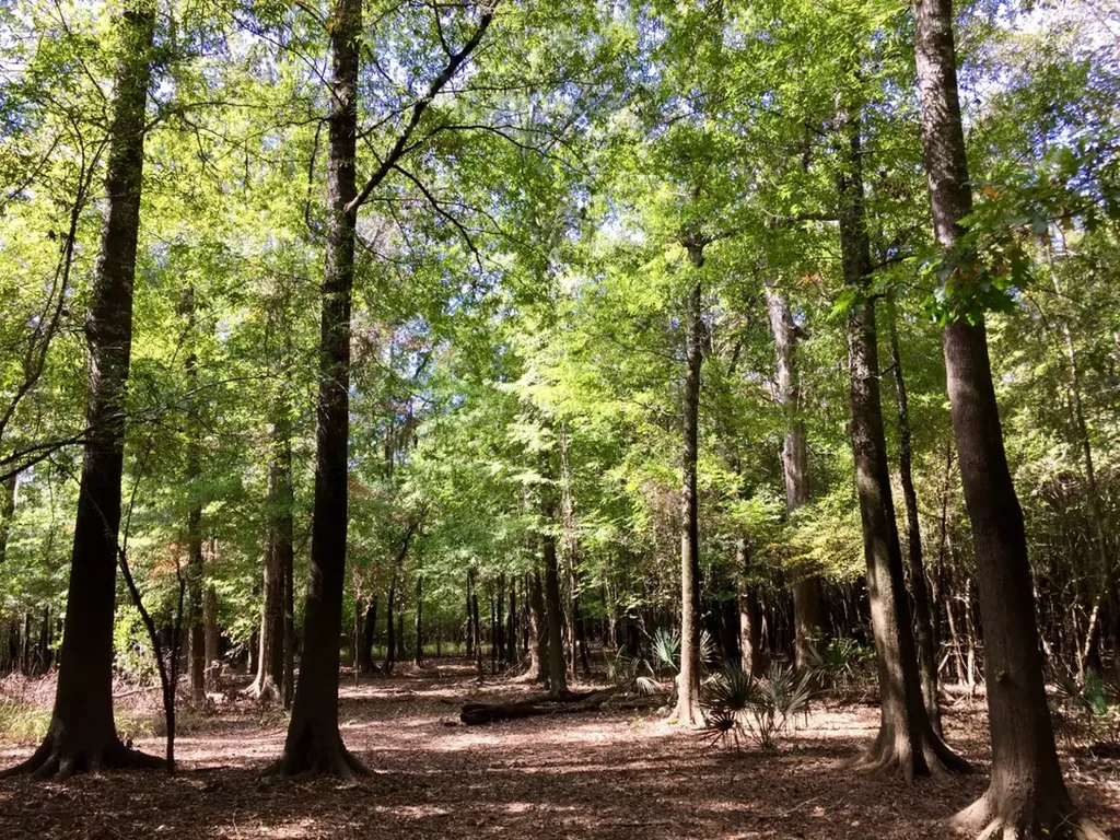 0 Private Road Off Bolen Town Rod Jackson AL 36545