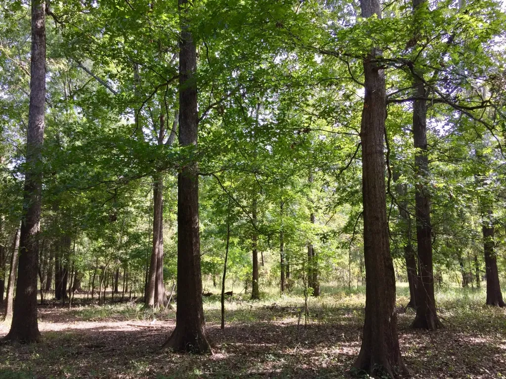 0 Private Road Off Bolen Town Rod Jackson AL 36545