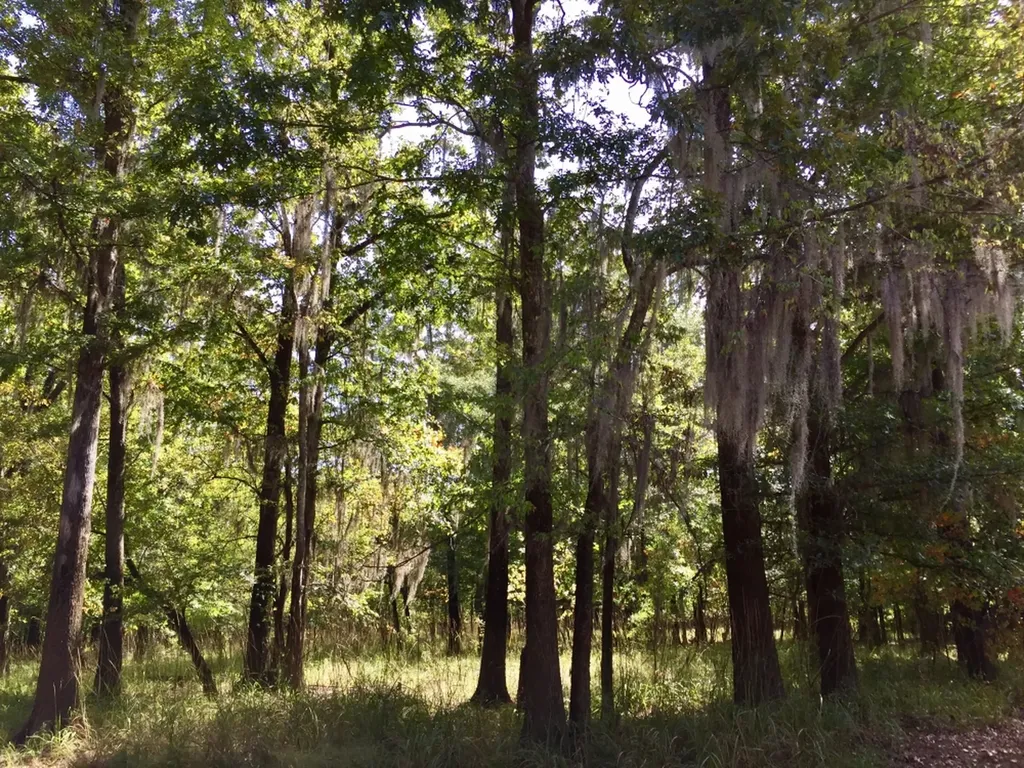 0 Private Road Off Bolen Town Rod Jackson AL 36545