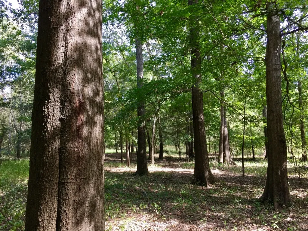 0 Private Road Off Bolen Town Rod Jackson AL 36545