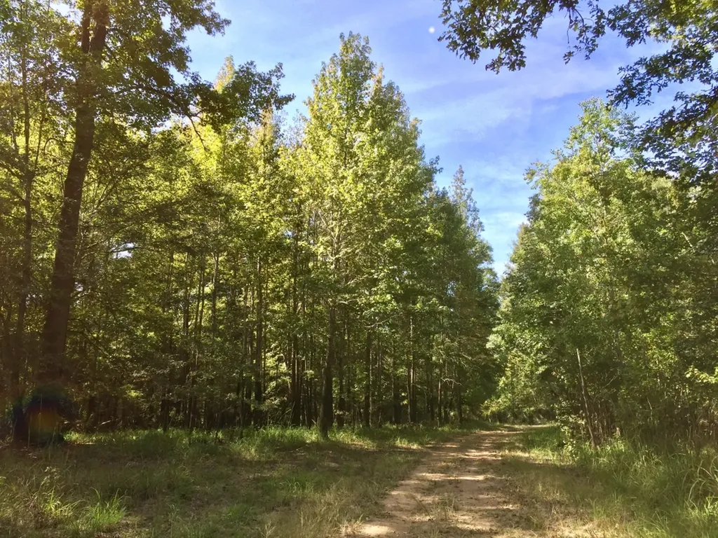 0 Private Road Off Bolen Town Rod Jackson AL 36545