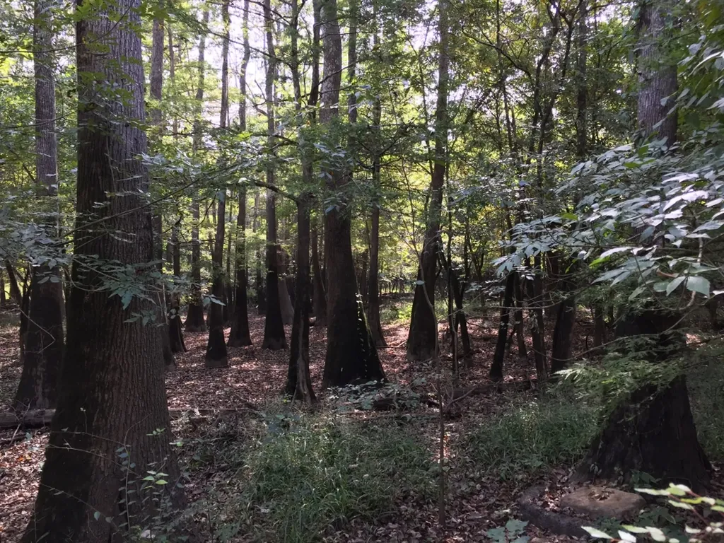 0 Private Road Off Bolen Town Rod Jackson AL 36545