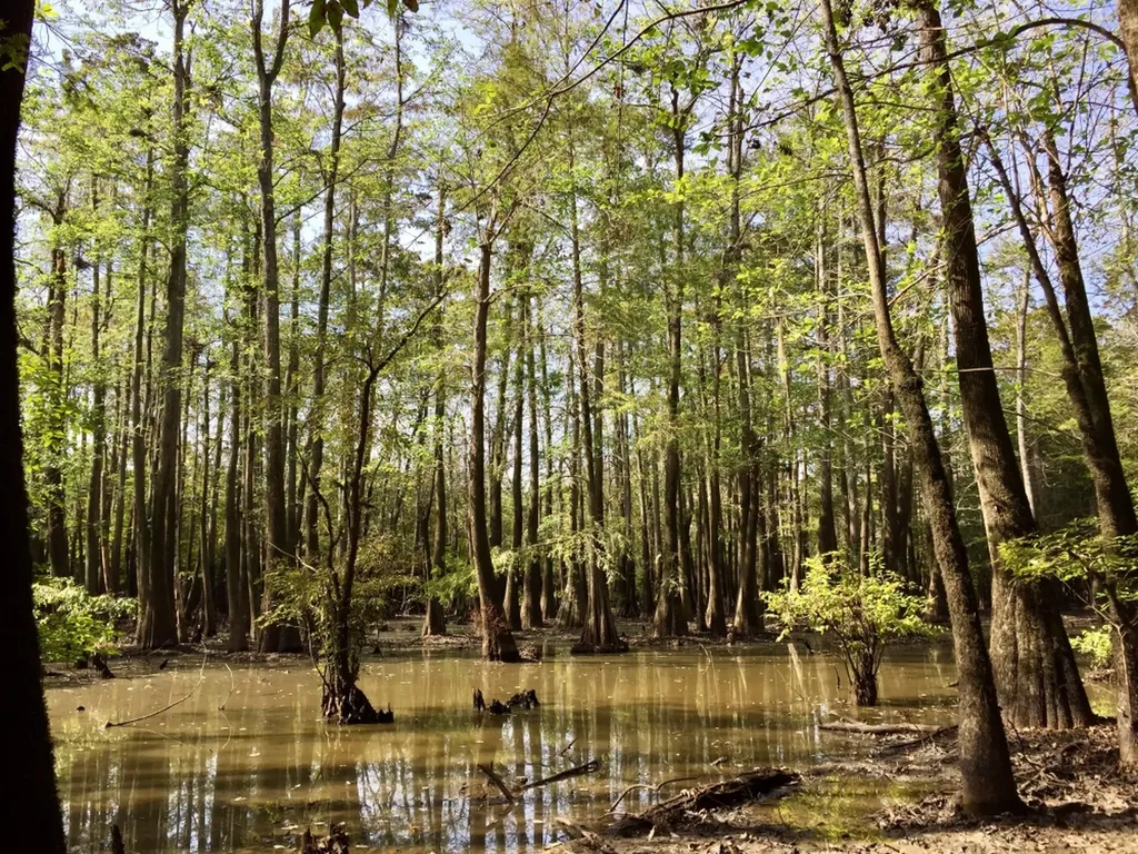 0 Private Road Off Bolen Town Rod Jackson AL 36545