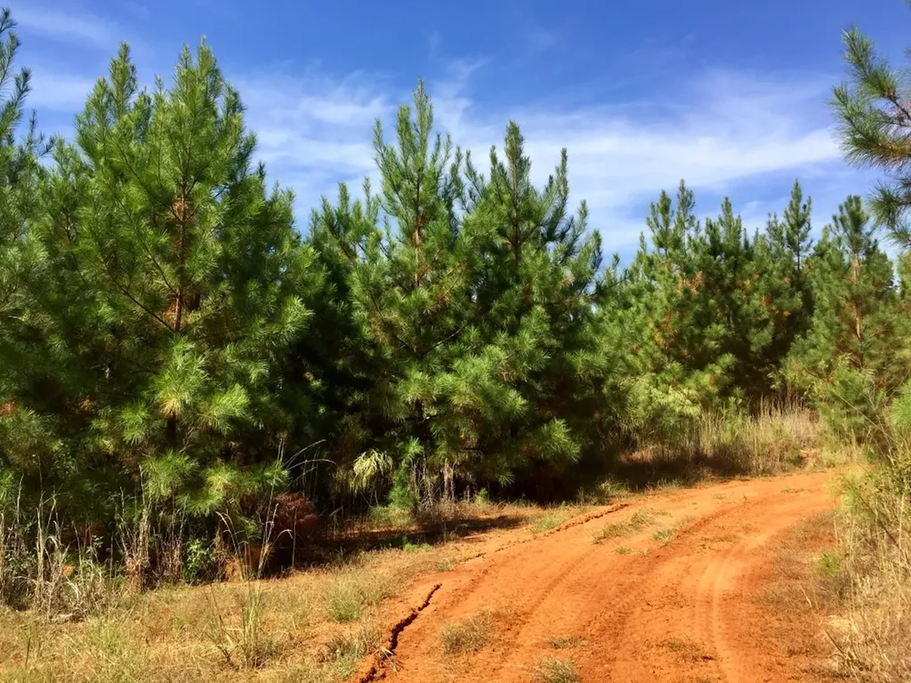 0 Private Road Off Bolen Town Rod Jackson AL 36545