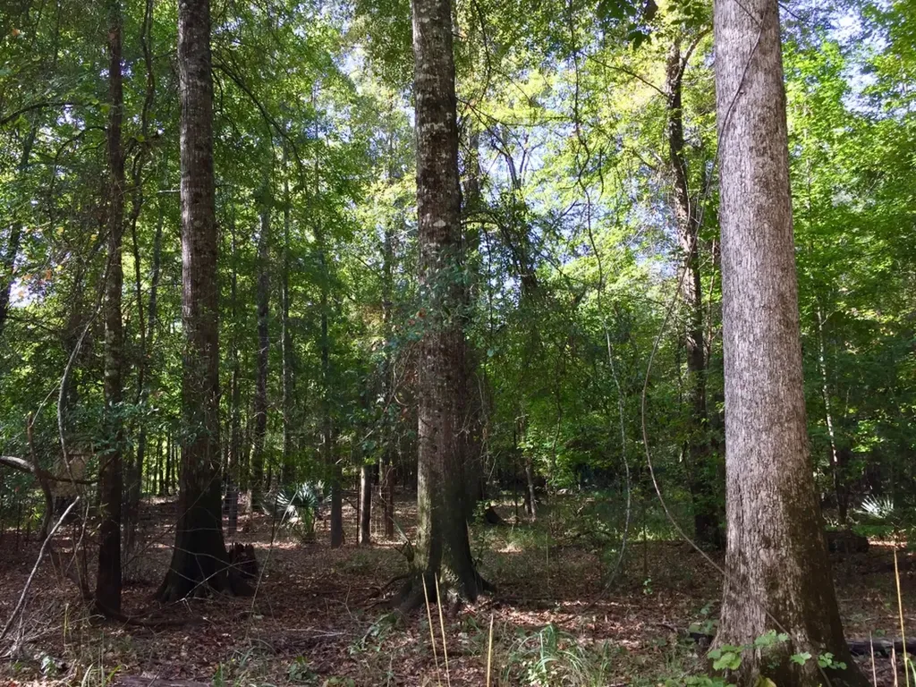 0 Private Road Off Bolen Town Rod Jackson AL 36545