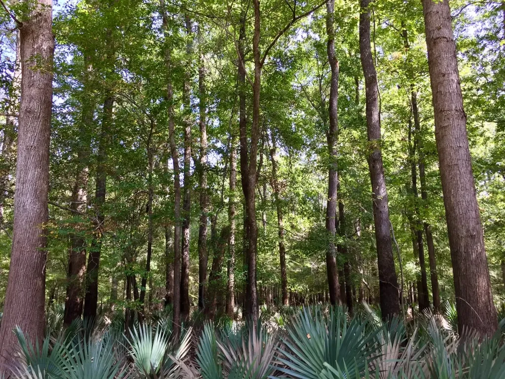 0 Private Road Off Bolen Town Rod Jackson AL 36545