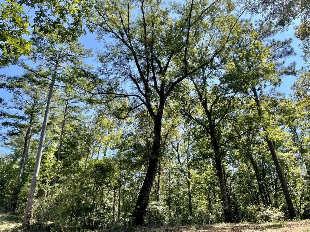 0 Bridlepath Road Jackson AL 36545