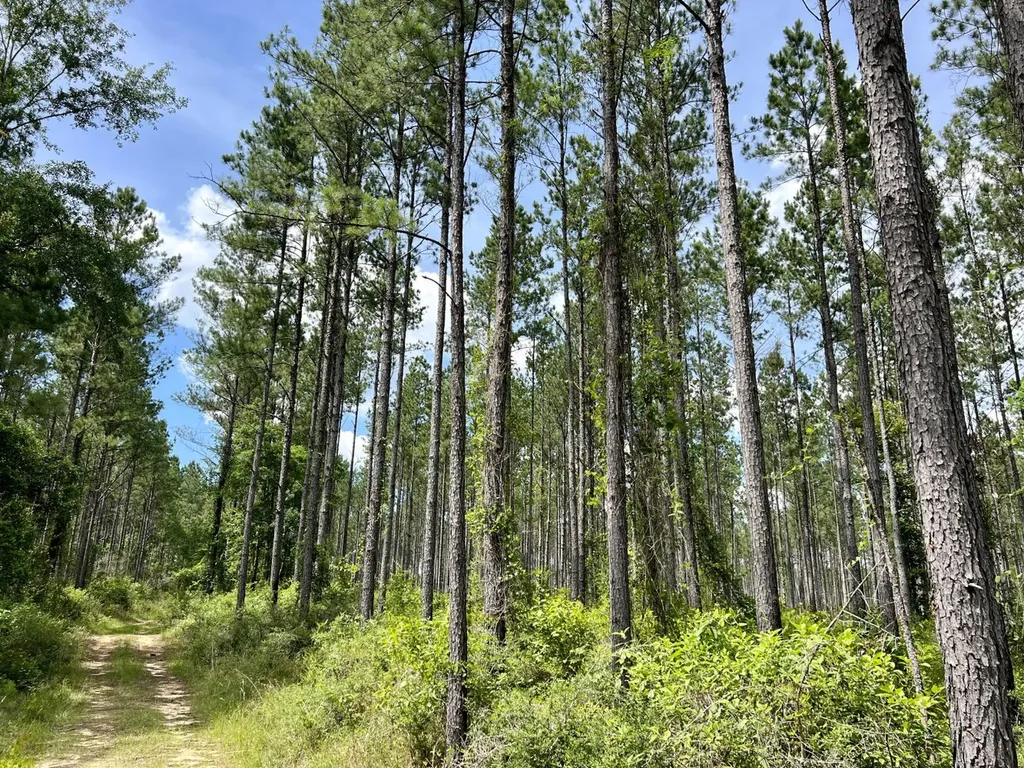 0 Highway 59 Stockton AL 36507