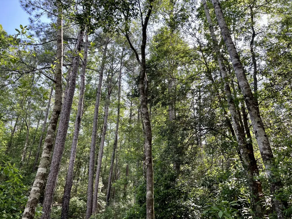 0 Highway 59 Stockton AL 36507