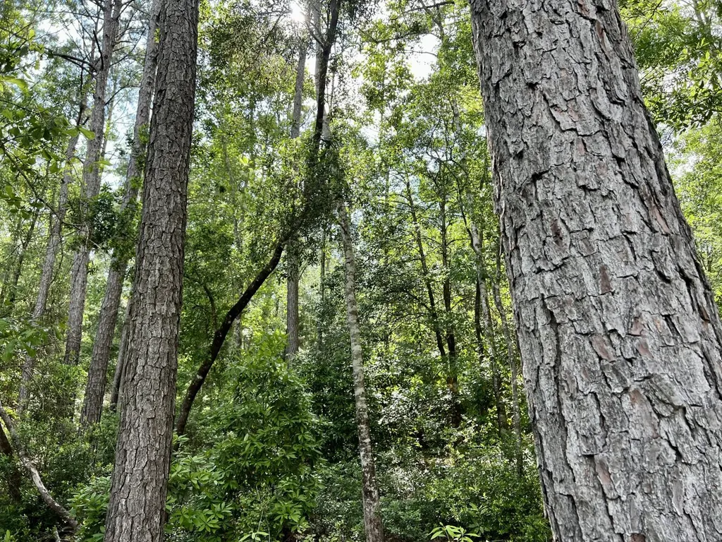 0 Highway 59 Stockton AL 36507