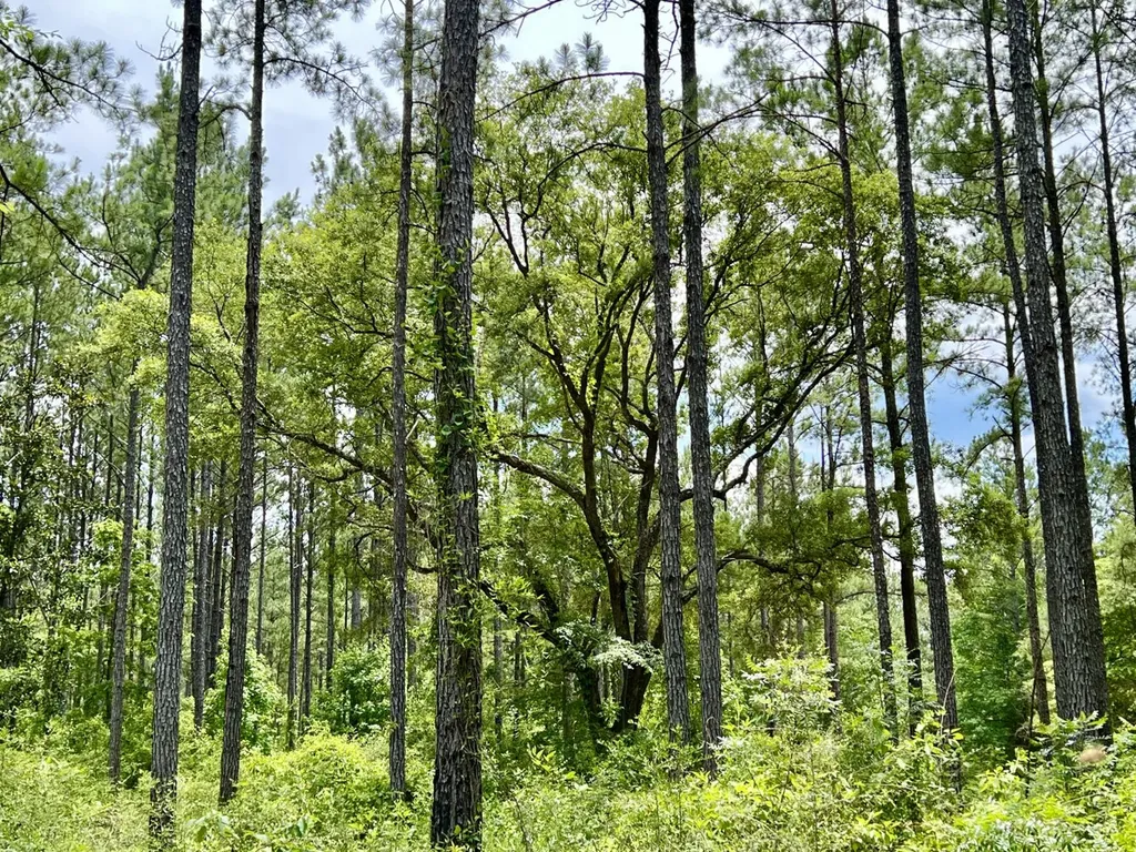 0 Highway 59 Stockton AL 36507