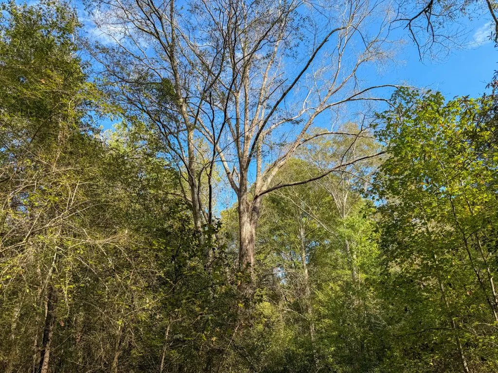 0 Highway 14 Selma AL 36701