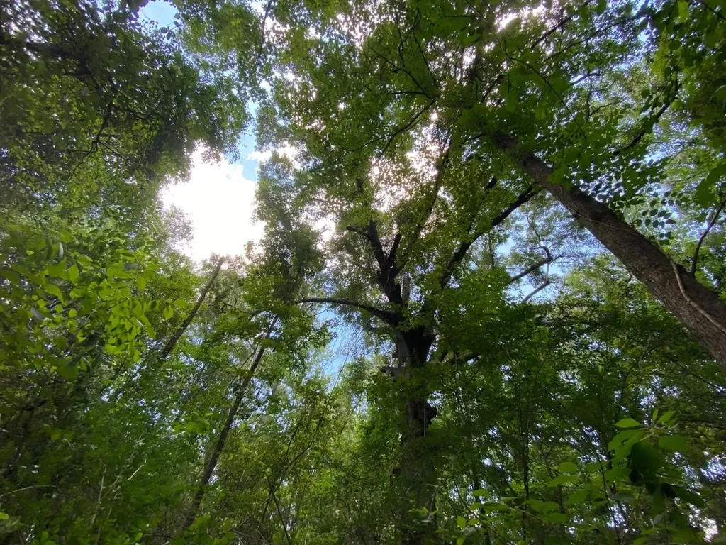 0 Co Road 10 Samson AL 36477