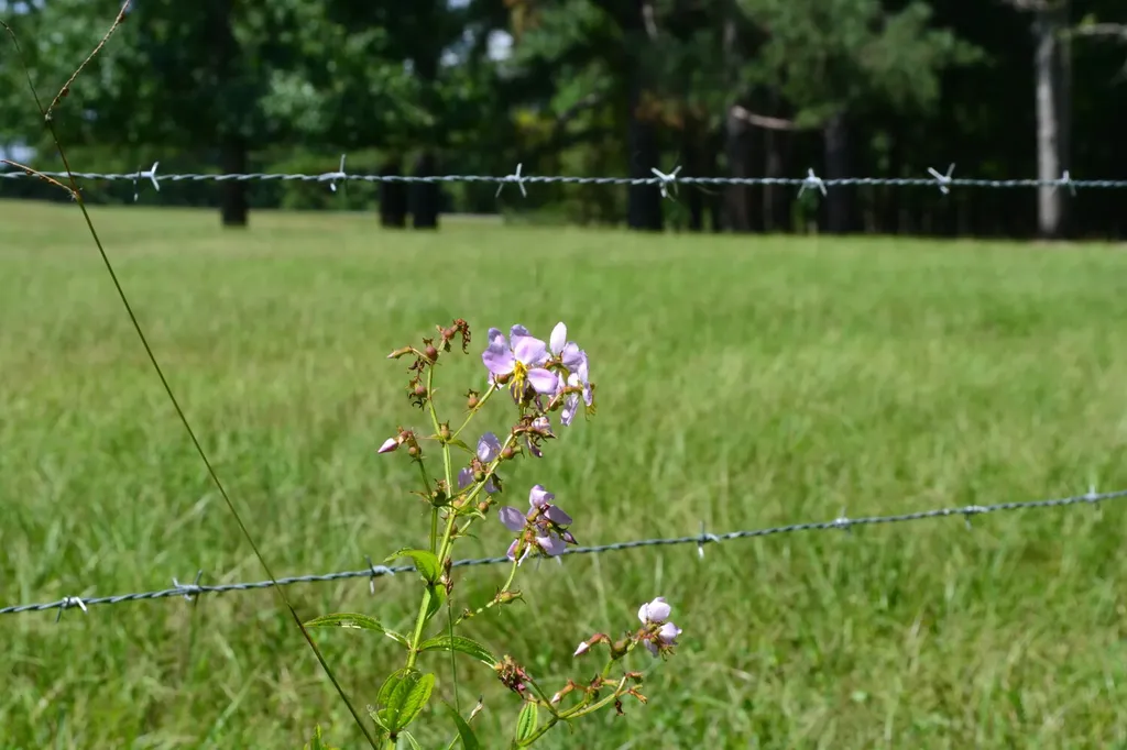 0 County Road 22 Auburn AL 36830