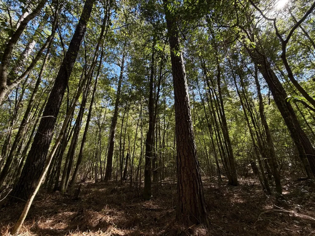 0 Highway 45 Tract Fruitdale AL 36539