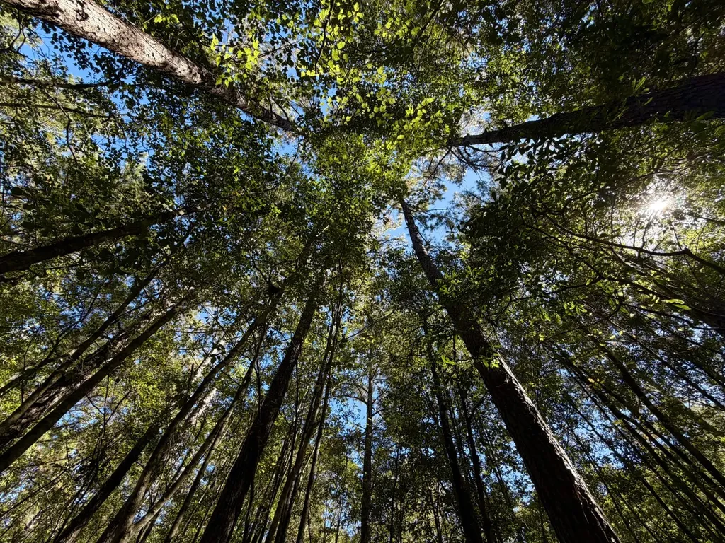 0 Highway 45 Tract Fruitdale AL 36539