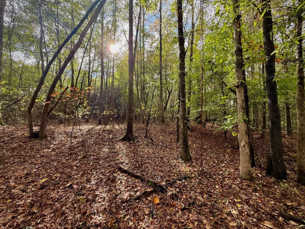 00 Scott Road Sipsey AL 35584