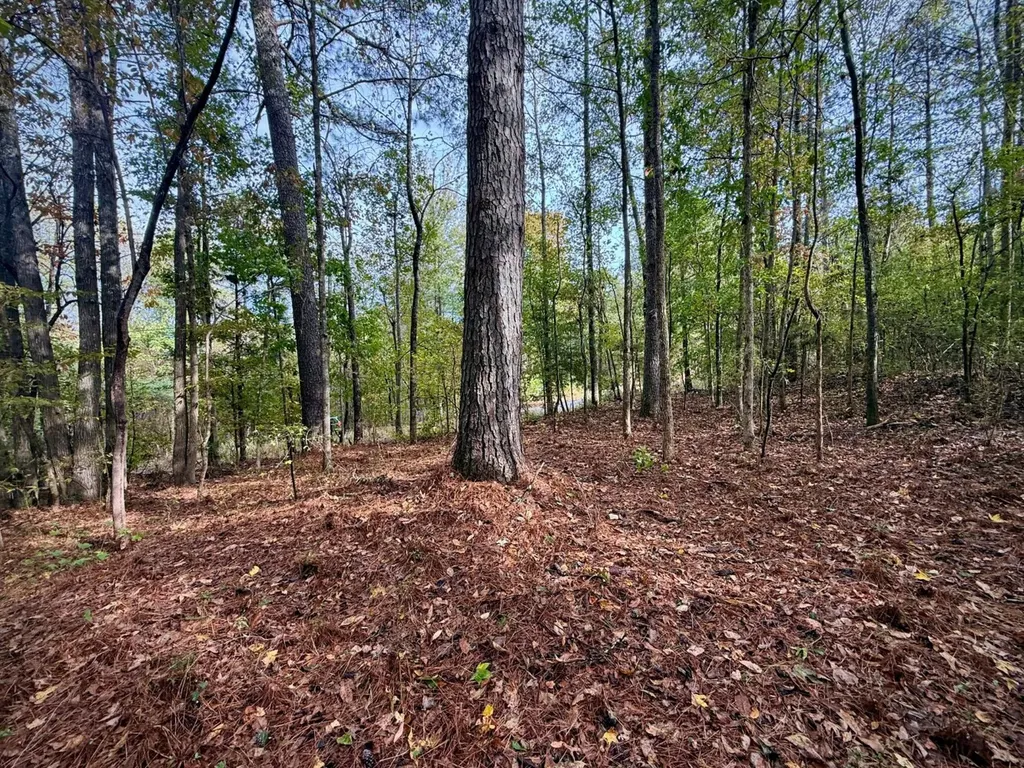 00 Scott Road Sipsey AL 35584
