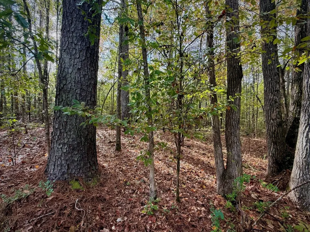 00 Scott Road Sipsey AL 35584
