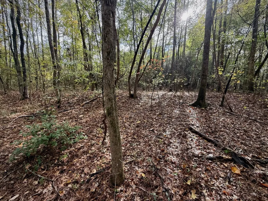 00 Scott Road Sipsey AL 35584