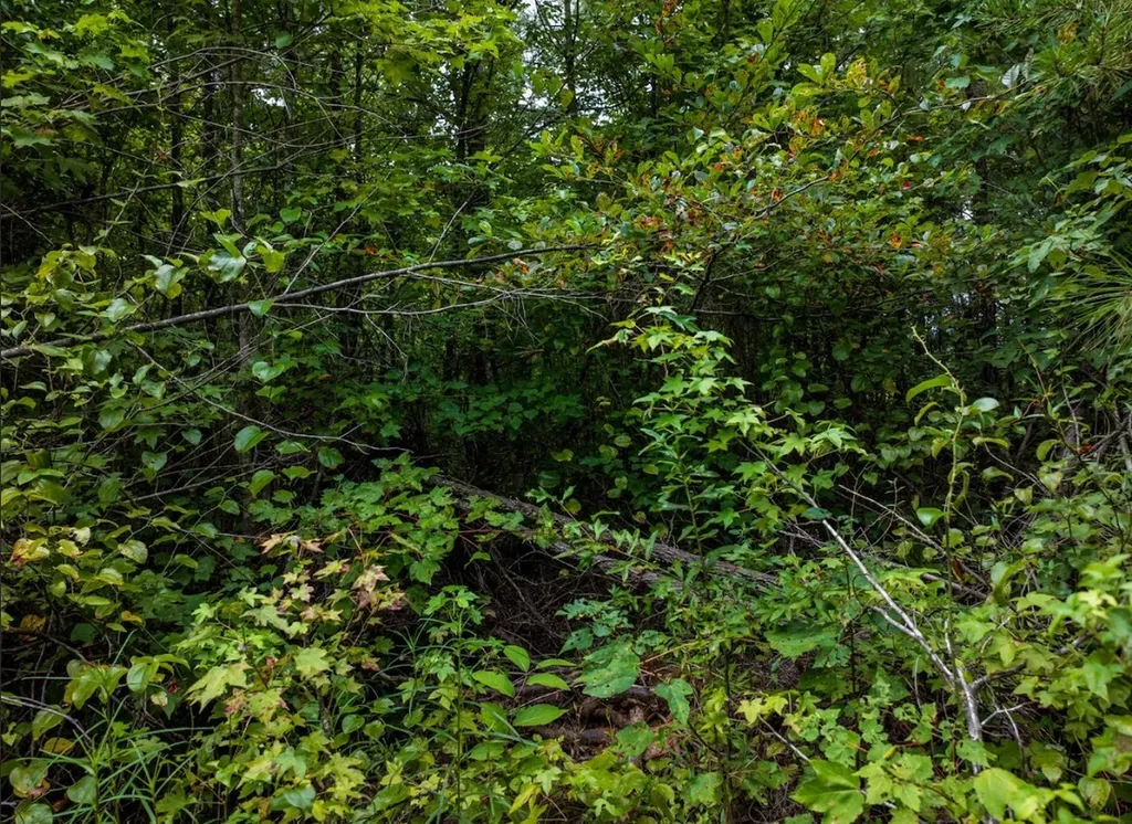 000 Double Pond Trail Hayden AL 35079