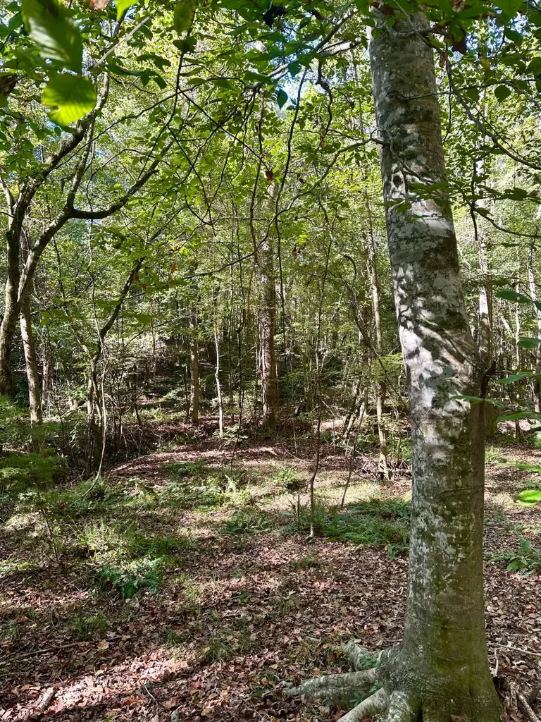 2495 Taylor Cross Road Lapine AL 36046