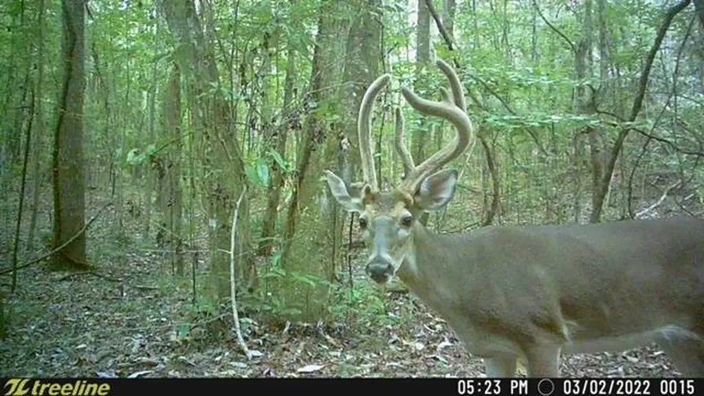 2495 Taylor Cross Road Lapine AL 36046