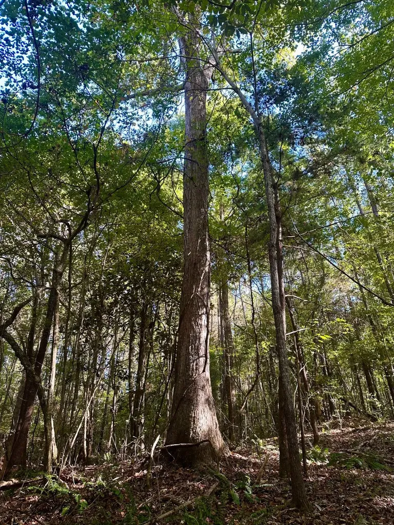 2495 Taylor Cross Road Lapine AL 36046