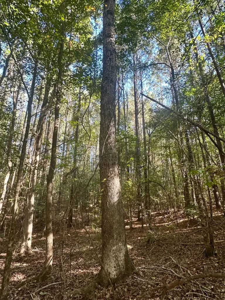 2495 Taylor Cross Road Lapine AL 36046