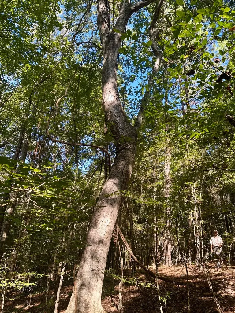 2495 Taylor Cross Road Lapine AL 36046