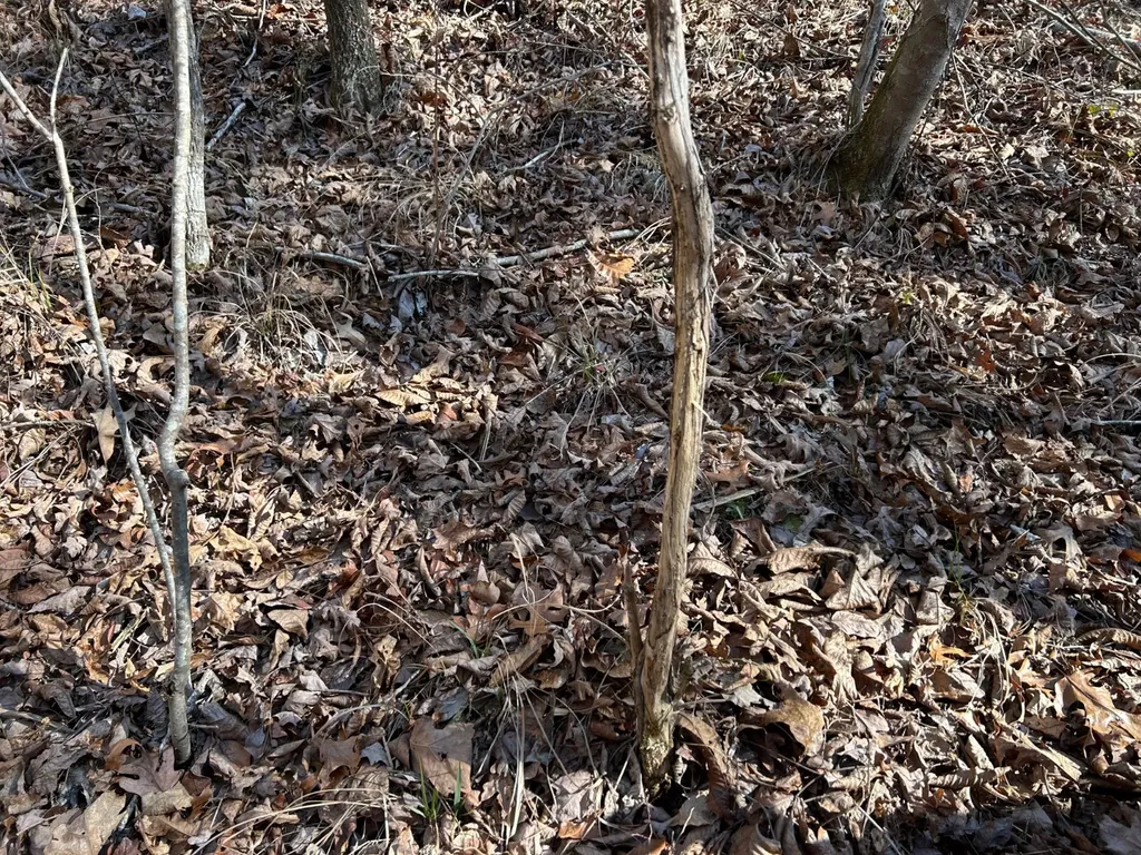 - County Road 325 Hamilton AL 35570