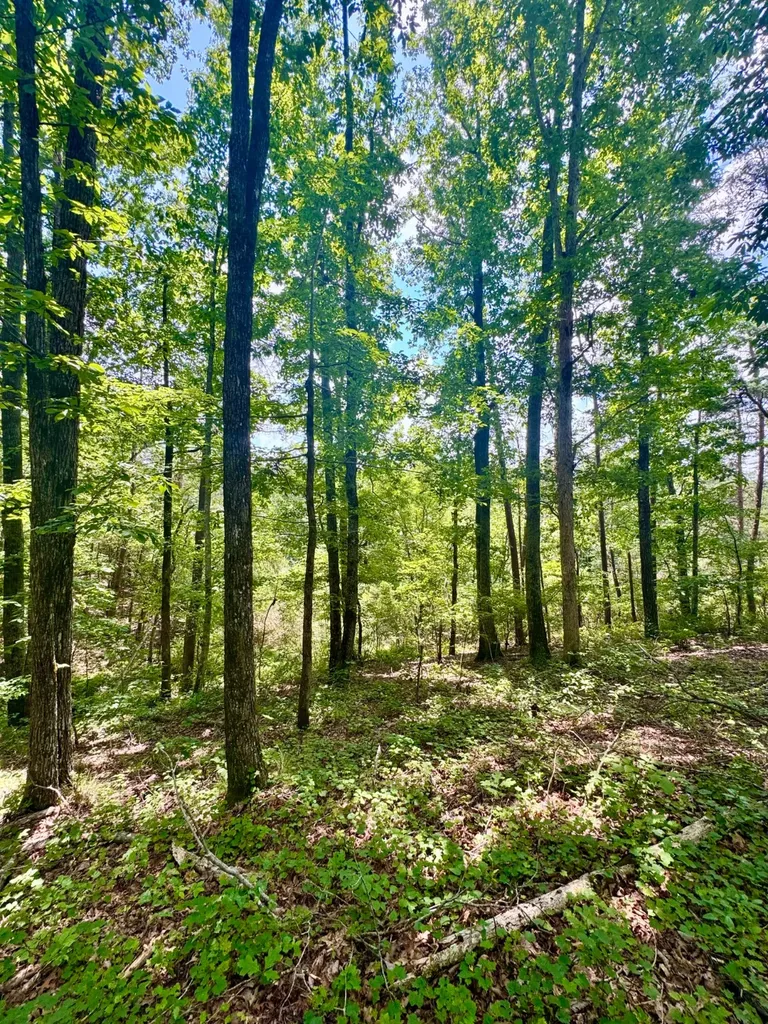0 Highway 195 Ashridge AL 35553