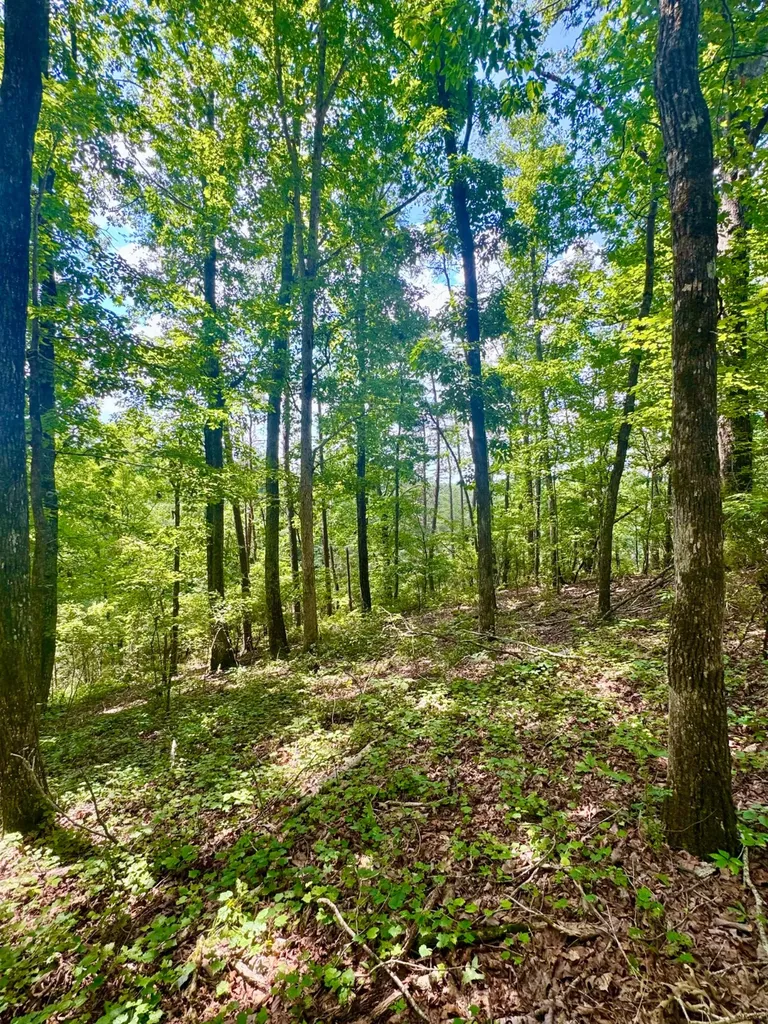 0 Highway 195 Ashridge AL 35553