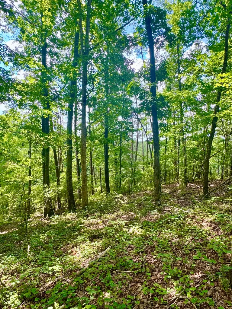 0 Highway 195 Ashridge AL 35553