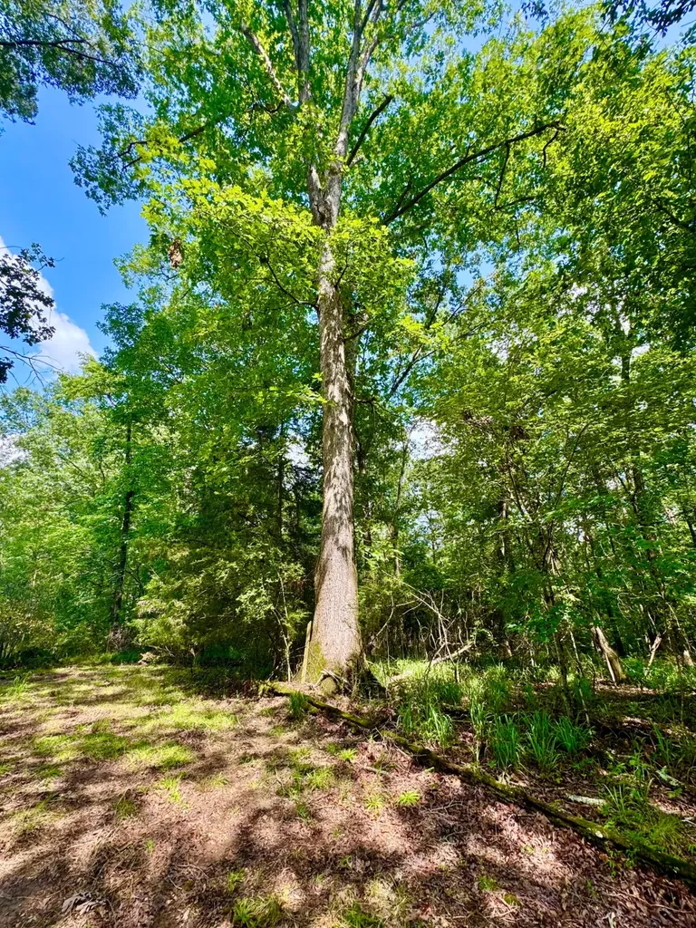 0 Bailey Road Double Springs AL 35553