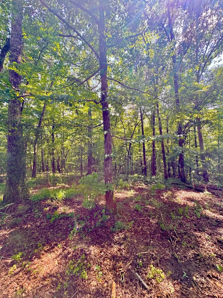 0 Bailey Road Double Springs AL 35553