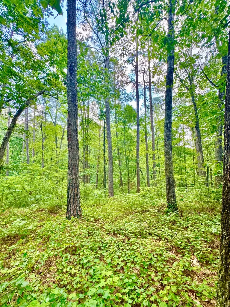 0 County Road 2 Double Springs AL 35553