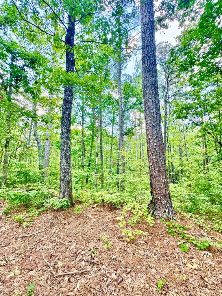 0 County Road 2 Double Springs AL 35553