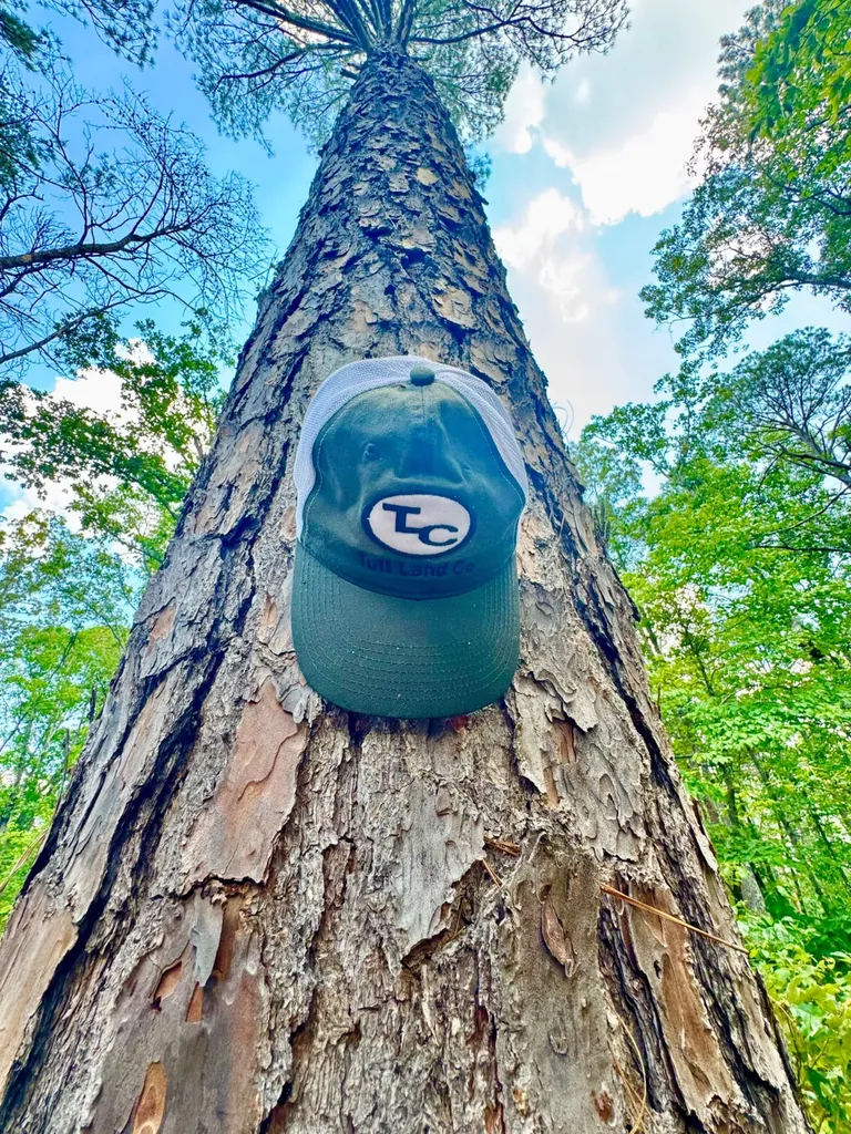 0 County Road 2 Double Springs AL 35553