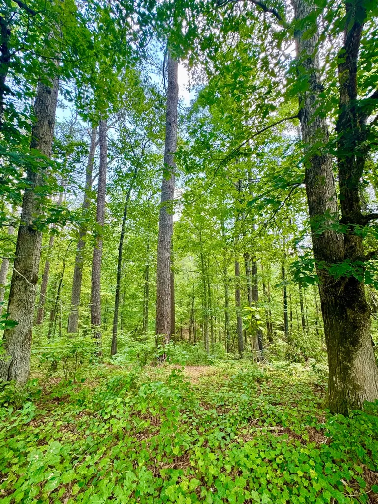 0 County Road 2 Double Springs AL 35553