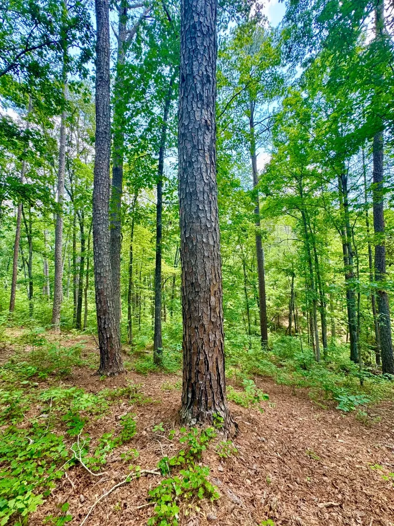 0 County Road 2 Double Springs AL 35553