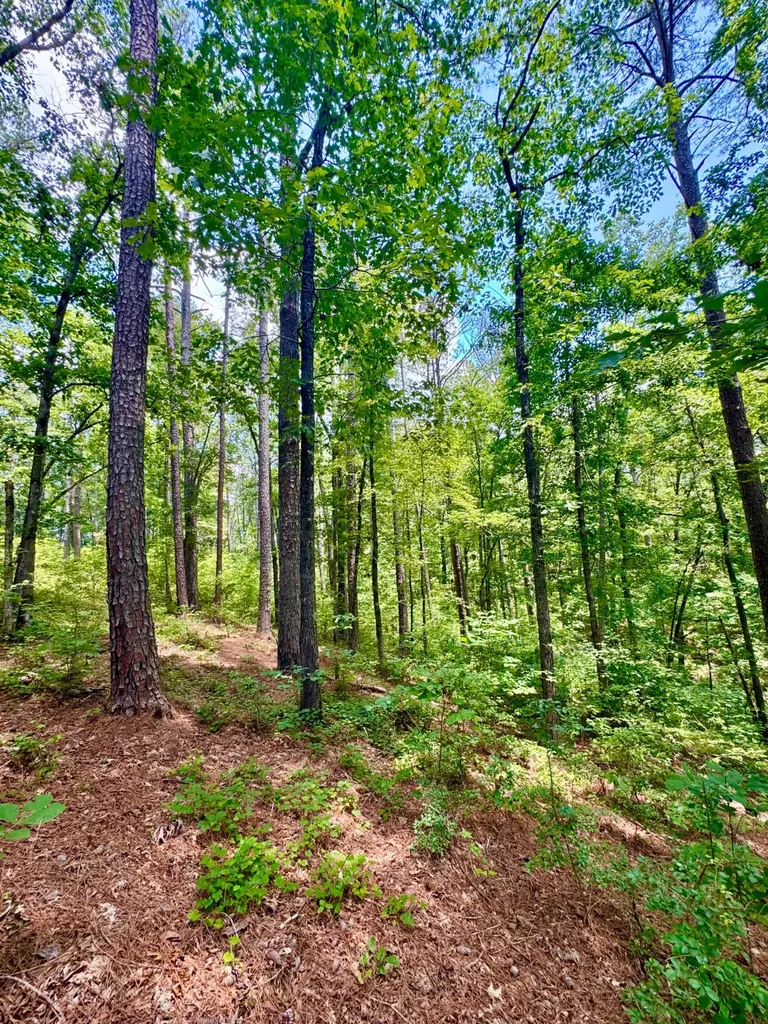 0 County Road 2 Double Springs AL 35553