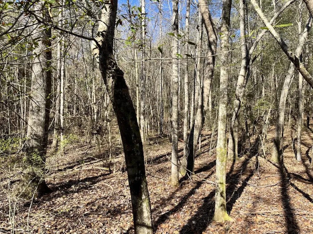 County Road 39 Selma AL 36701