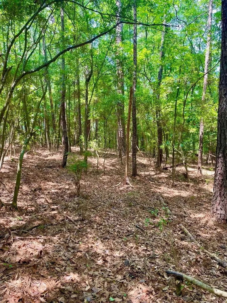 1141 Whitehead Lane Jackson AL 36545