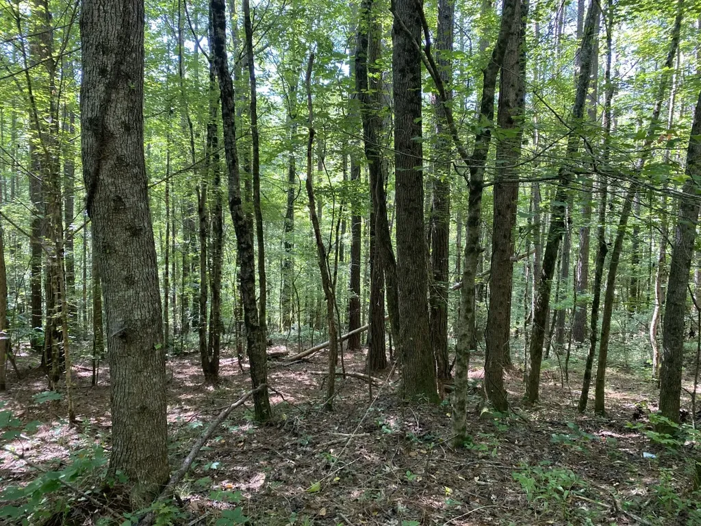 0 Poe Bridge Road Goodwater AL 35072