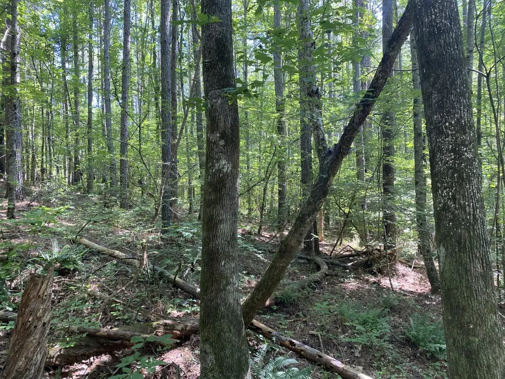 0 Poe Bridge Road Goodwater AL 35072